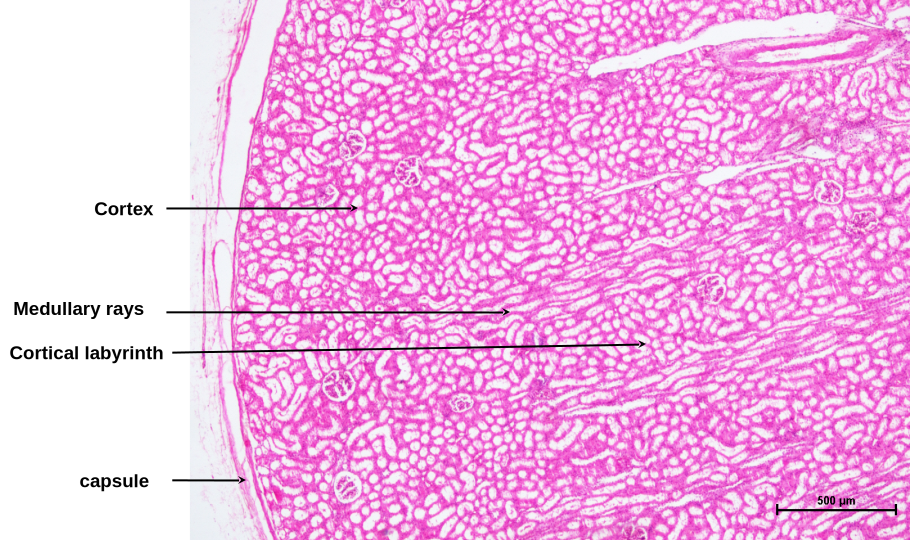 Simple Columnar